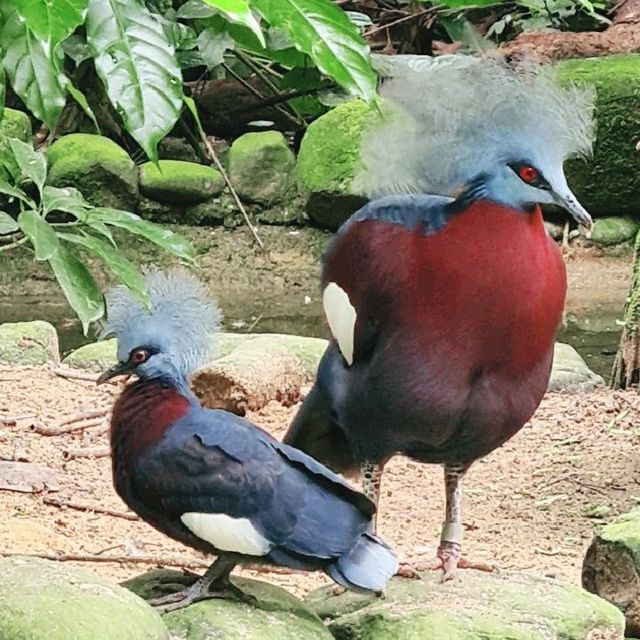 Bird Paradise at Jurong Bird Park