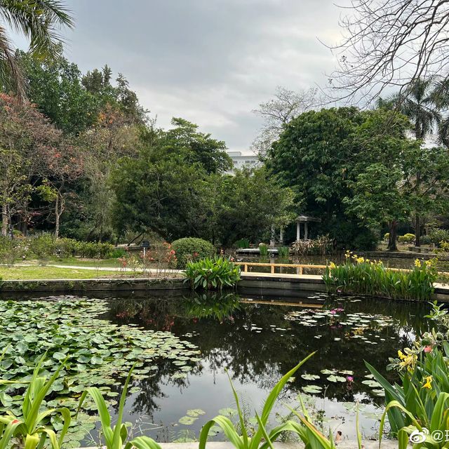 去華南植物園賞禾雀花，郊遊、露營、野餐⋯⋯