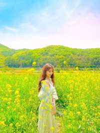 (✿ฺ。석장리 계절별 꽃단지 - 유채꽃편 ✿ฺ) 