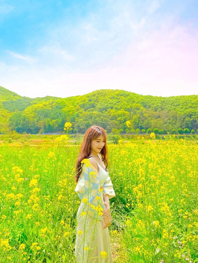 (✿ฺ。석장리 계절별 꽃단지 - 유채꽃편 ✿ฺ) 