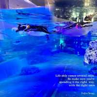 アイドルペンギンがたくさん！すみだ水族館