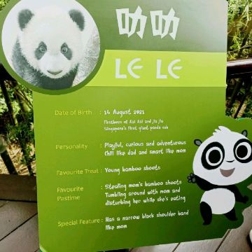 Giant Panda Forest 🐼 | Trip.com Singapore