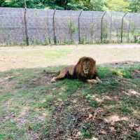 すぐ近くに野生動物！ドライブスルーサファリ　姫路セントラル・パーク