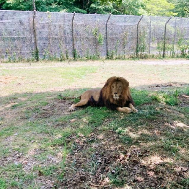 すぐ近くに野生動物！ドライブスルーサファリ　姫路セントラル・パーク