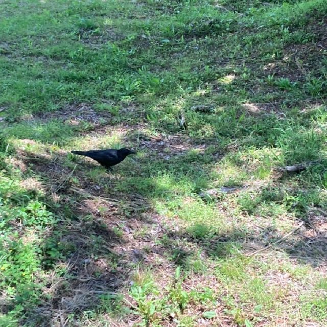 すぐ近くに野生動物！ドライブスルーサファリ　姫路セントラル・パーク