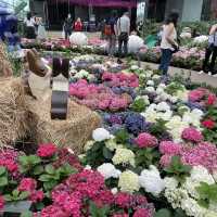 pretty hydrangeas