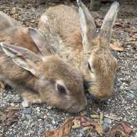 【広島】大久野島にはうさぎがいっぱい🐇🐇