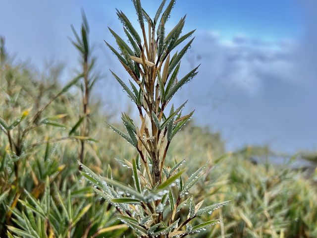 南投爬山去｜合歡山北峰、東峰，我登頂了