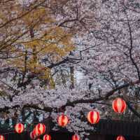 나고야성 벚꽃축제가 열리는 나고야 