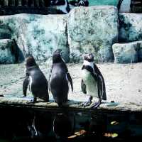 Wasn’t really expecting penguins at the zoo