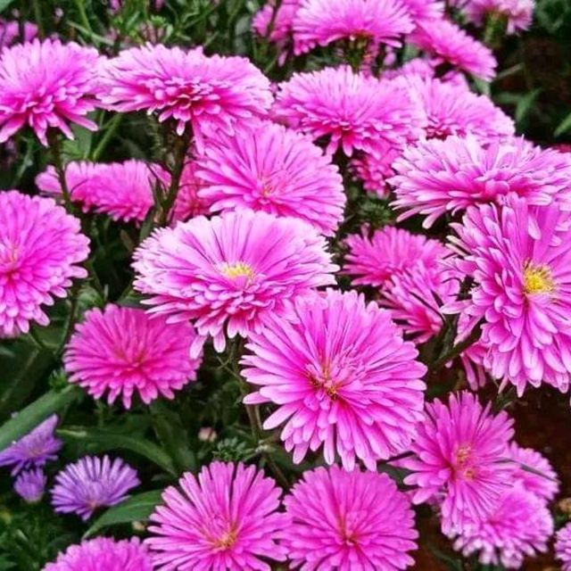 🌼🌸ไร่คุณอารียา🌿🌿