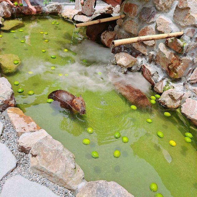 宜蘭 | 萌到翻的水豚君在「張美阿嬤農場」泡湯？！

