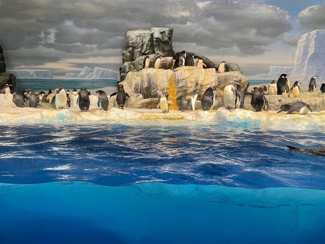 名古屋の水族館といえばココ🐠！【名古屋港水族館】