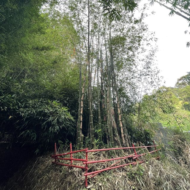 Baguio Bamboo Sanctuary