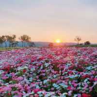 มุ่งคอสมอส ที่ Route 3060