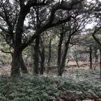 [제주도 여행] 산림욕 추천장소, 사려니숲길&비자림🌳