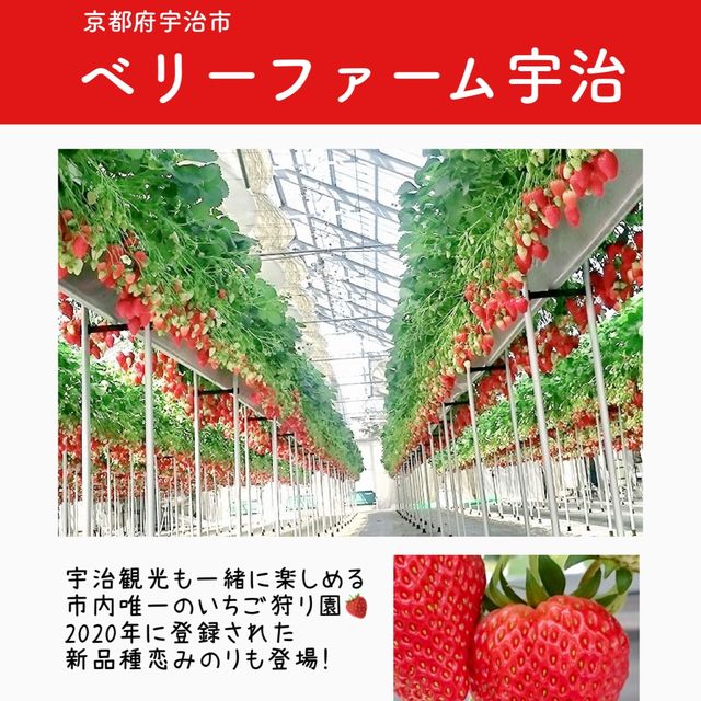 関西のいちご狩りスポットまとめ6選
