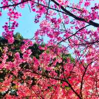 😍美不勝收的淡水天元宮🌸