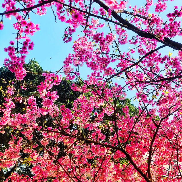 😍美不勝收的淡水天元宮🌸