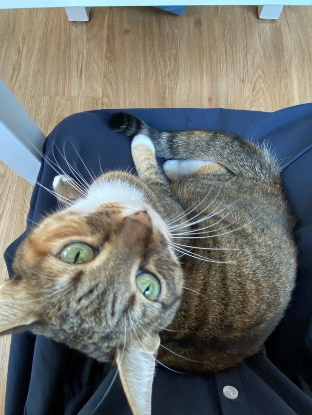 港版《大叔的愛》取景餐廳 - 貓之茶房🐱