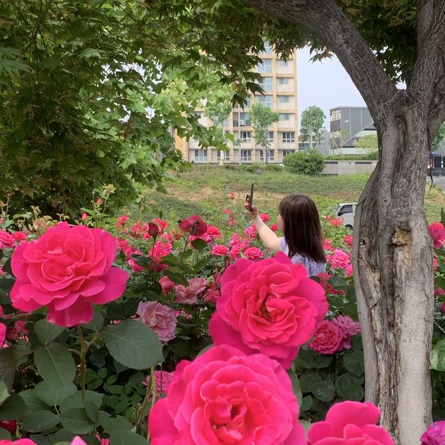 알록달록 장미를 만나볼 수 있는 중랑천 장미 축제 🌹