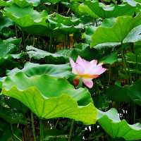 上水虎地坳、河上鄉賞花遊蹤