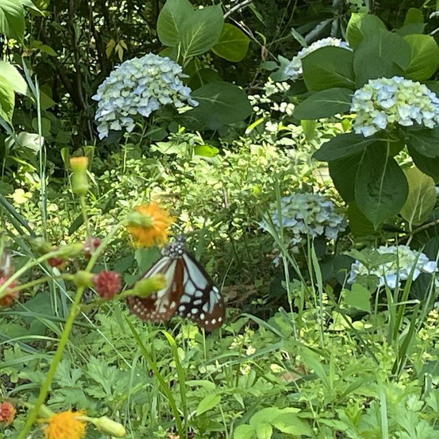 旅する蝶々🦋💫.•*¨*•.🦋💫 