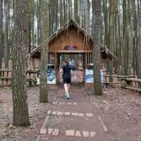 The Tall Pine Tree Forest In Yogyakarta