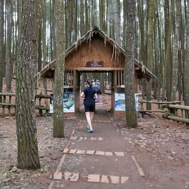 The Tall Pine Tree Forest In Yogyakarta