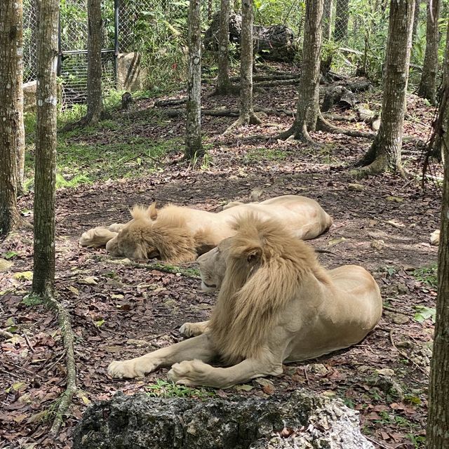 Live a Life with Wildlife