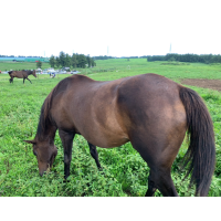 🐴 말과 함께 ‘성이시돌목장‘ 🐴