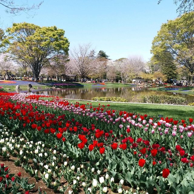 櫻花🌸鬱金香祭🌷