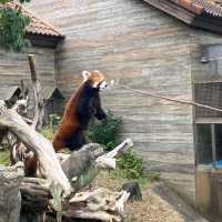 レッサーパンダへ餌付け体験もあるよ！ひらかたパーク