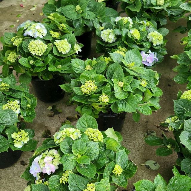 Chinese New Year Plant Shopping at Thomson 