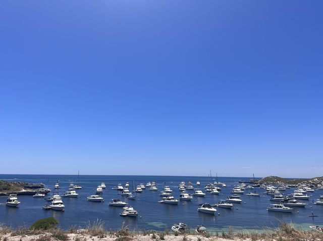 Rottnest Island! Parakeet Bay! 📸😎