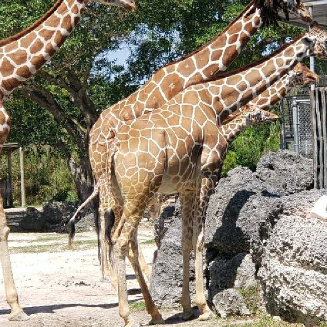 feeding the giraffes 
