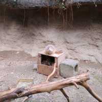 ひらかたパークの可愛い動物たち