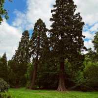 Enjoy the rhododendron forest in Langley