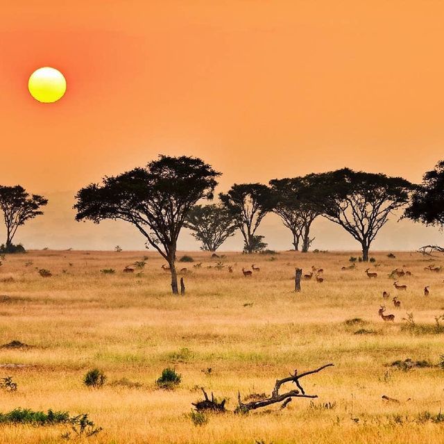 14 day Uganda safaris wildlife 