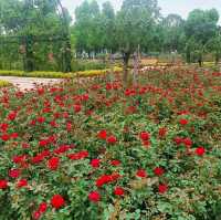 Rose Garden in Houtan Park