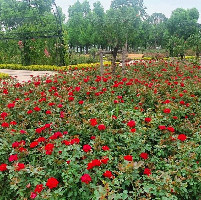 Rose Garden in Houtan Park