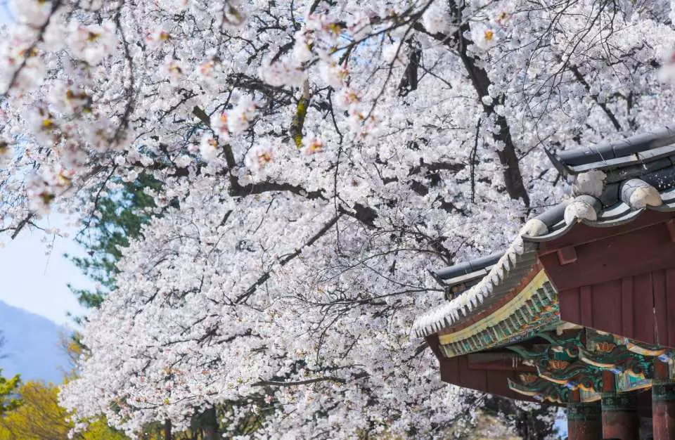 【2024韓國櫻花季】仁川人氣賞櫻景點推介：始興河溝生態公園、自由公園 | 仁川