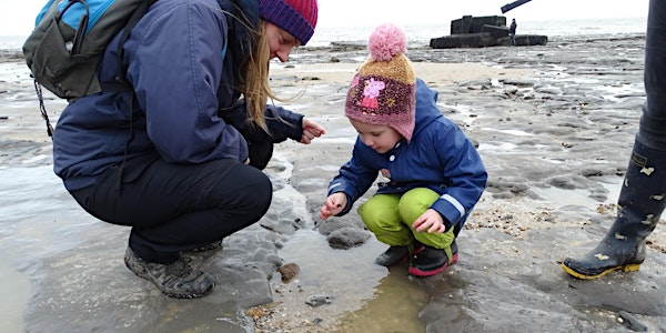 Naze Family Fossil Discovery | Naze Nature Discovery Centre