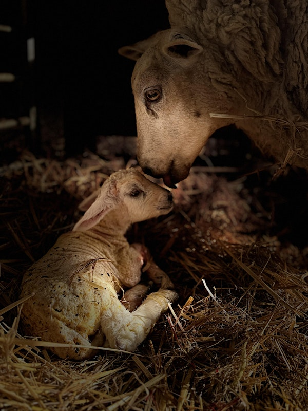 Lamb Feeding | Prickettshaw Farm,