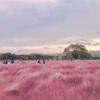 [경주] 핑크뮬리 명소, 첨성대