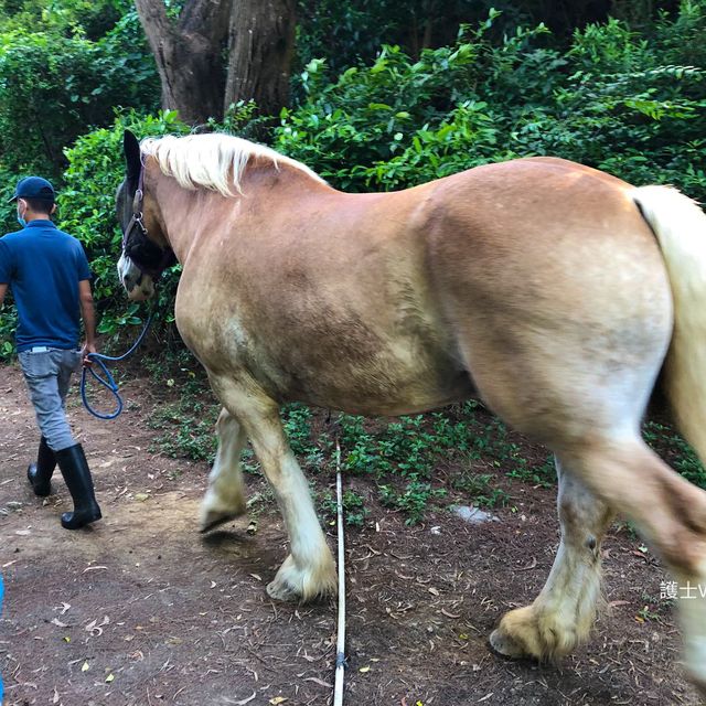 《隱世沙灘+馬棚+外國森林風木系遊樂場》