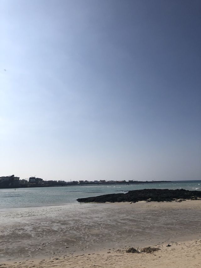 제주, 야자수가 가득한 이국적인 금능해수욕장 🏝