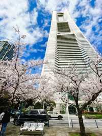 桜が見頃の【さくら通り】🌸