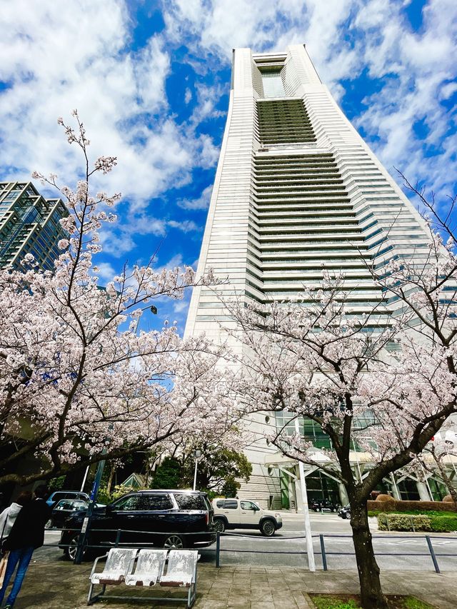 桜が見頃の【さくら通り】🌸