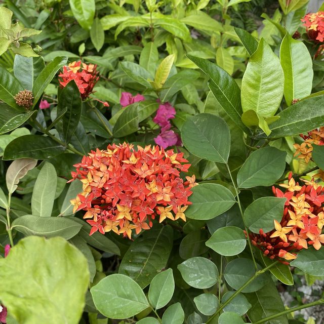 大角咀中式公園賞花｜漸變色橙黃花、烏龜、中式涼亭
